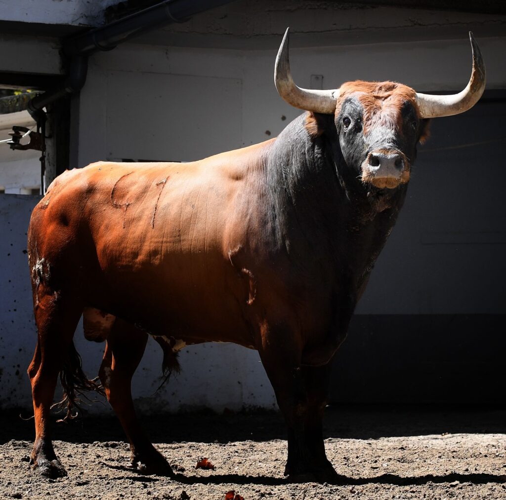 toro-miura