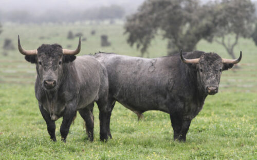victorino-martin-ganaderia-de-toros-bravos