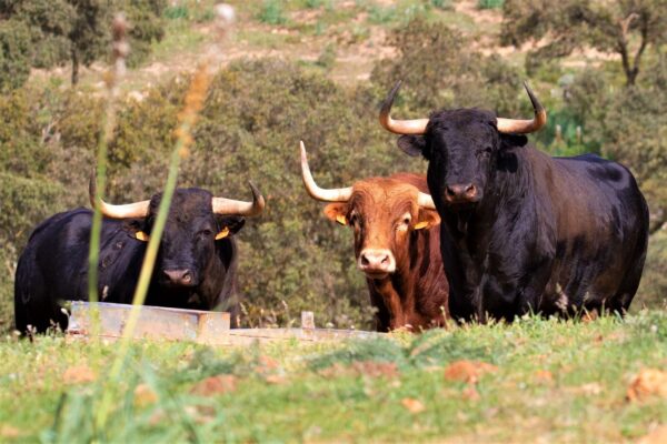 toro-bravo